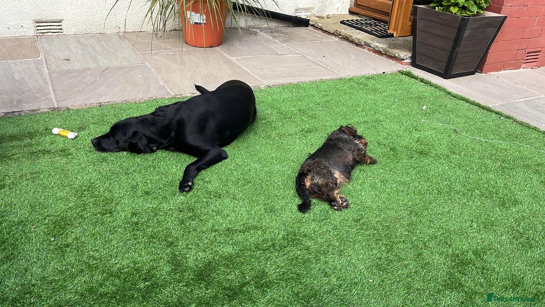 Miniature Dachshund dogs for sale: Pebbles Wirehair Miniature Dachshund  - Image 4