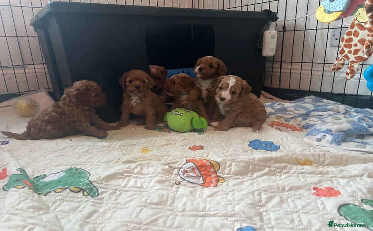 Cavapoo dogs - Advert 1