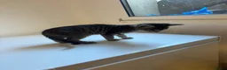 Mixed Breed cats for sale: 9 Adorable Mixed-Breed Kittens for Sale – £90  - Advert 19