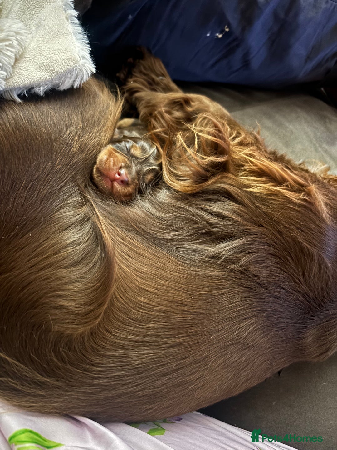 Cocker Spaniel dogs for sale: 2 cocker spaniel puppies left - Advert 9