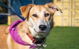 Mixed Breed dogs for adoption: Cristina - Norwich Norfolk  - Image 7