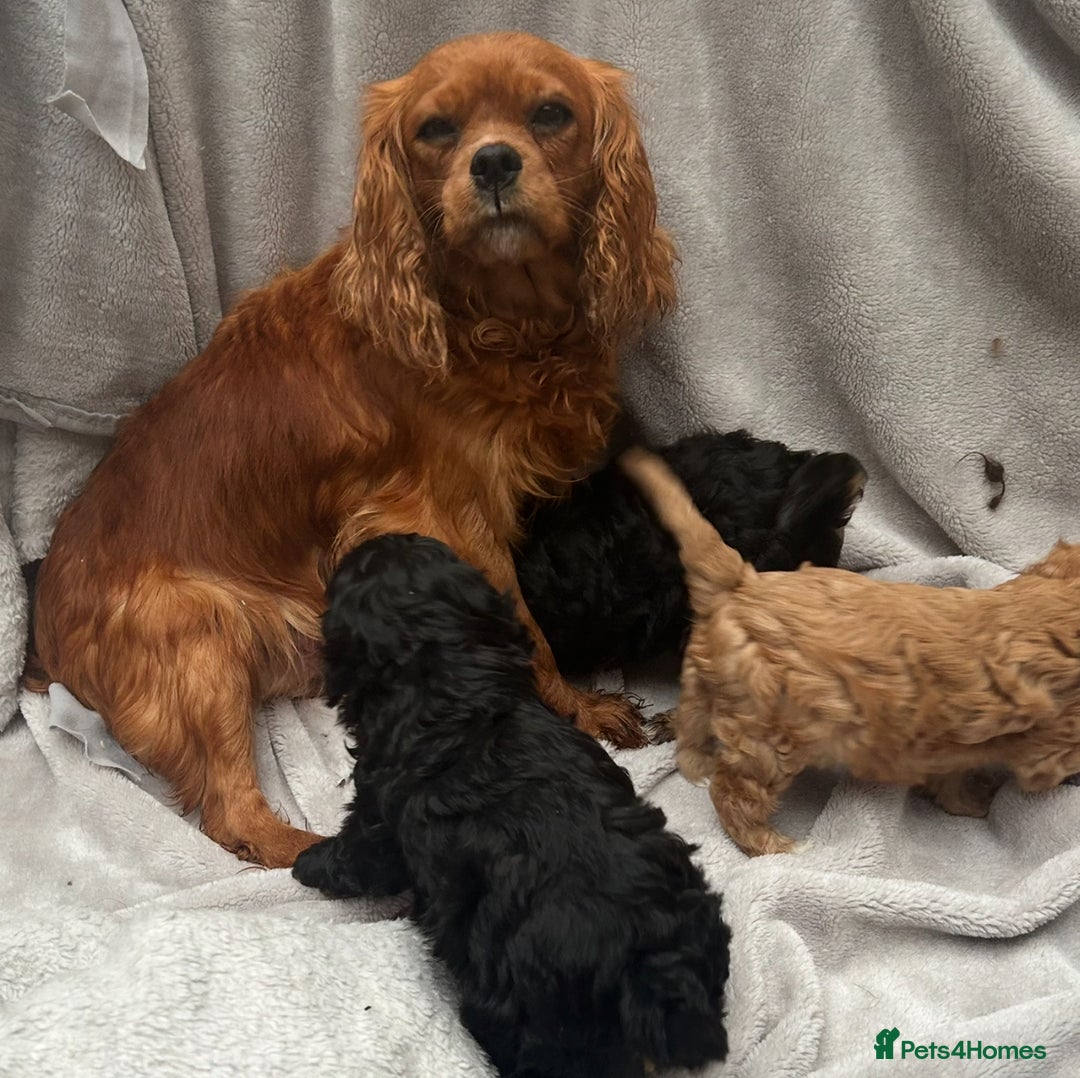 Cavapoo dogs for sale: Miniature Cavapoo puppies ready to leave - Advert 2