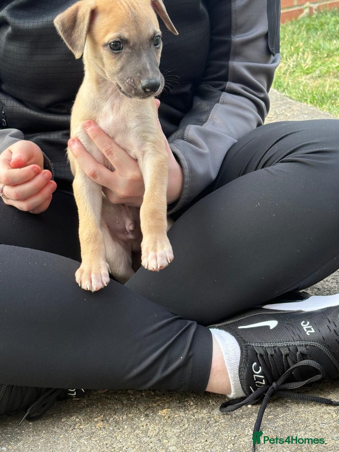 Whippet dogs for sale: Whippet pups ready now  - Image 12