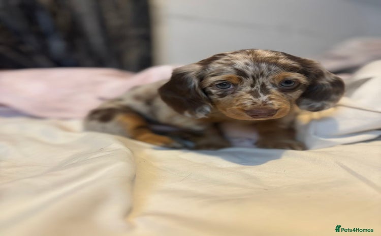 Miniature Dachshund dogs - Advert 8