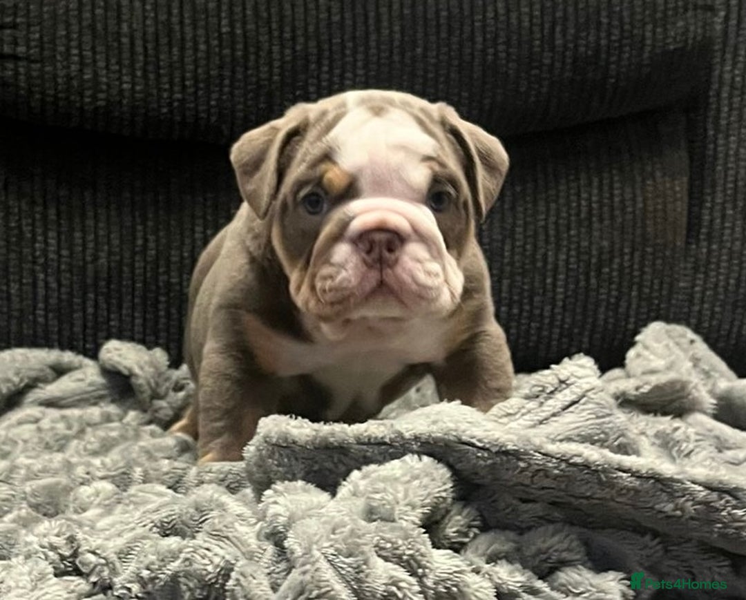 English Bulldog dogs for sale: Bulldogs with high dna - Image 4