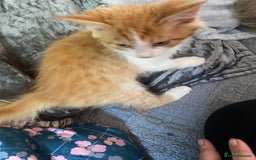 Mixed Breed cats for sale: Beautiful kittens - Image 6