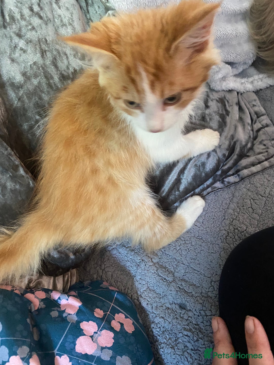 Mixed Breed cats for sale: Beautiful kittens - Image 6