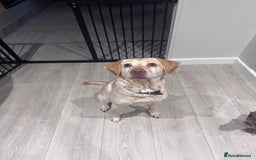 Labrador Retriever dogs for sale: 8 Year old f Labrador and 2 year old m Dachshund - Image 4