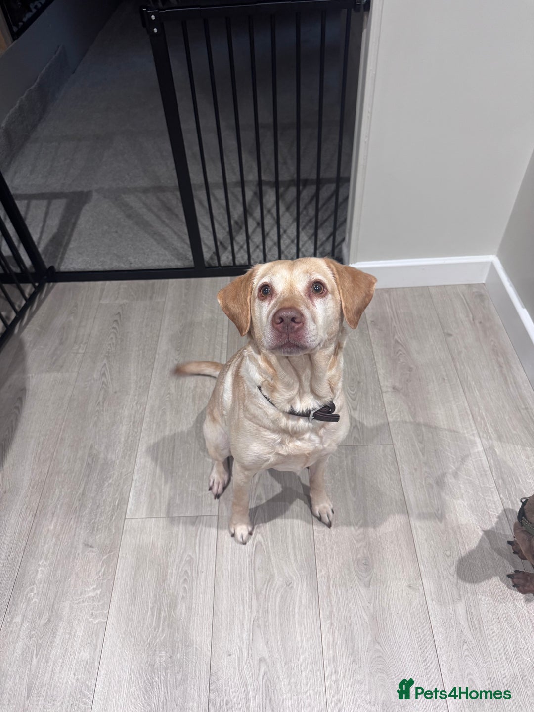 Labrador Retriever dogs for sale: 8 Year old f Labrador and 2 year old m Dachshund - Image 4