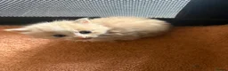 Mixed Breed cats for sale: 4 Beautiful long haired boys - Advert 2