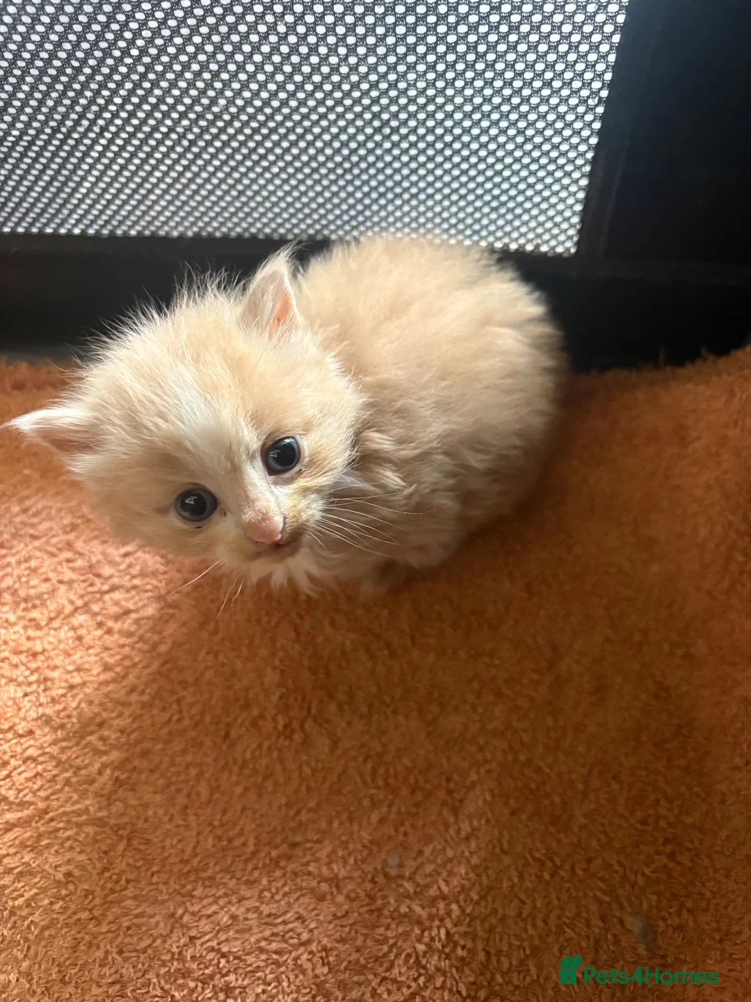Mixed Breed cats for sale: 4 Beautiful long haired boys - Advert 2