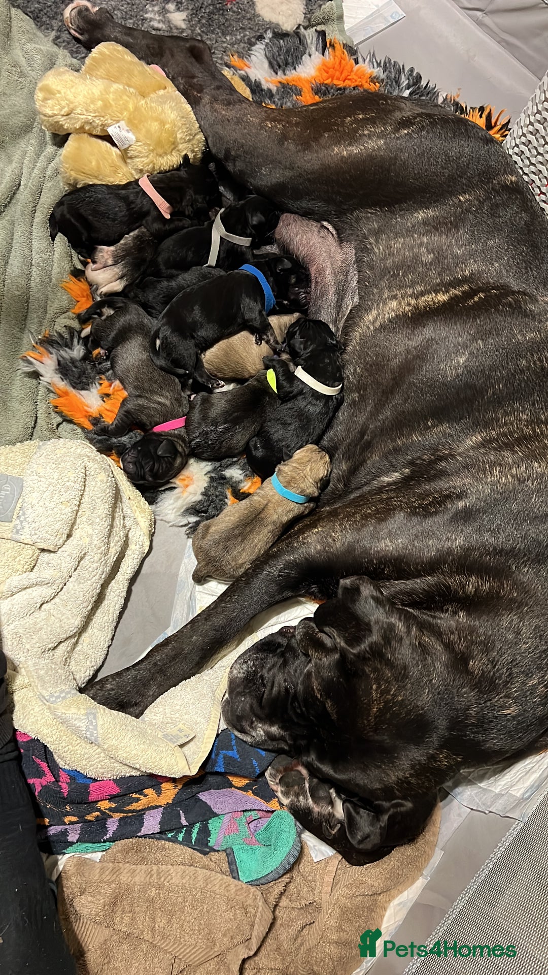 Cane Corso dogs for sale: Litter of 10 cane corso puppies family reared  - Advert 18