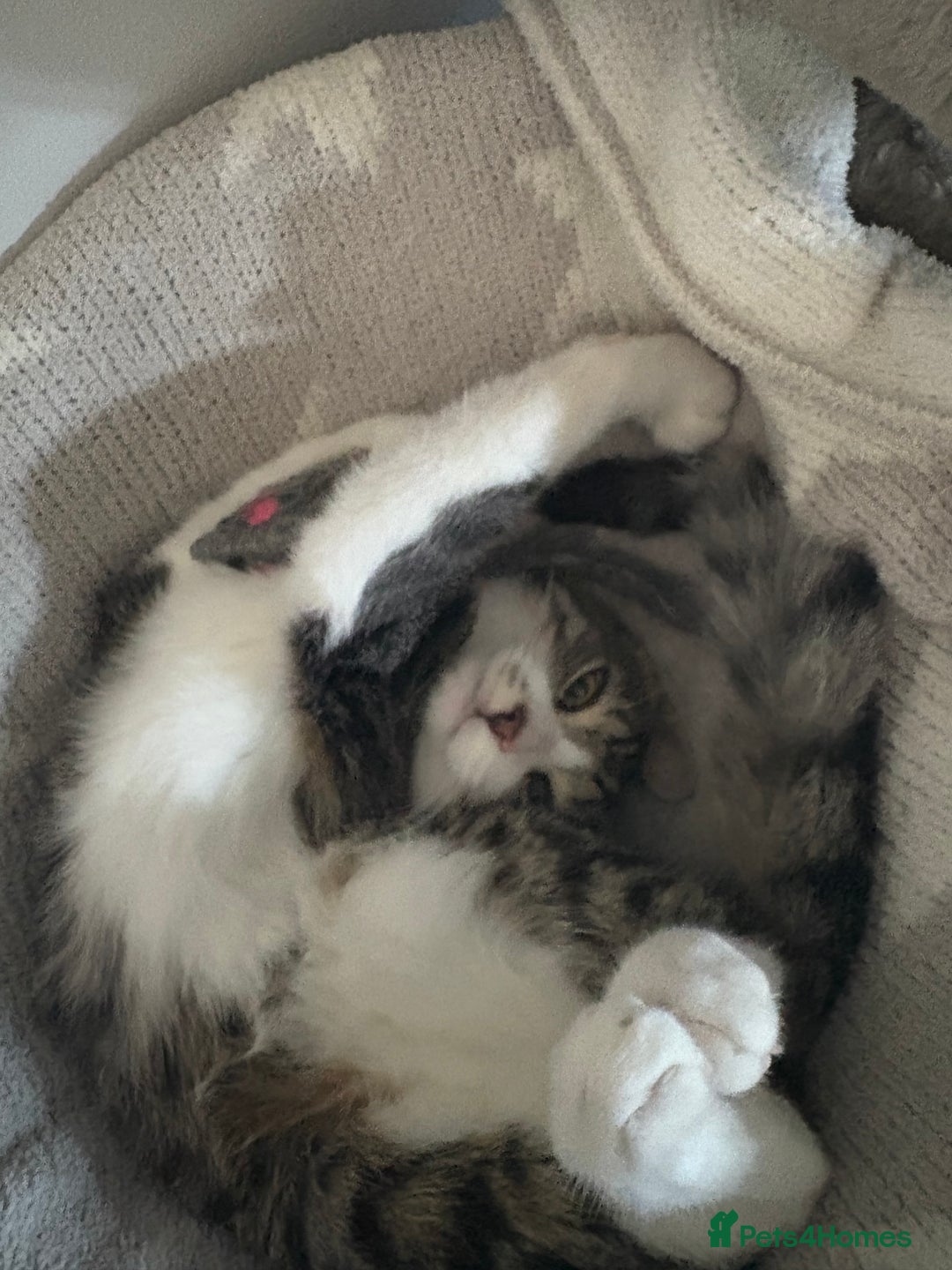 British Shorthair cats for sale: FREE Male kitten  - Image 3