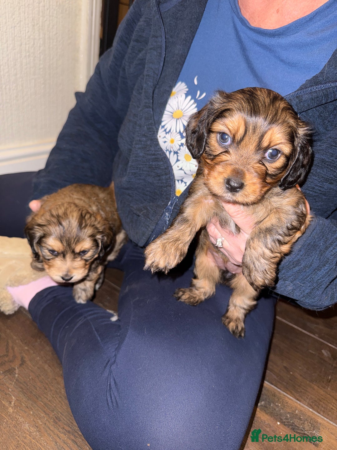Mixed Breed dogs for sale: Corkiepoo puppies for sale 🐶 - Advert 14