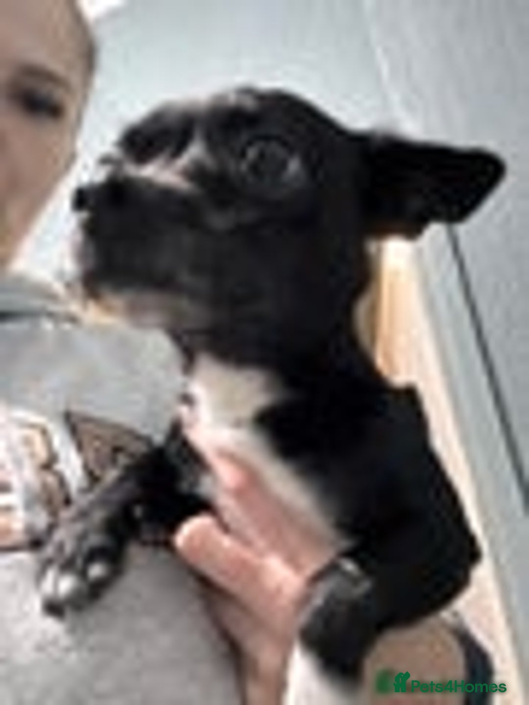 Mixed Breed dogs for sale: Micro bulldog and chihuahua  - Advert 5