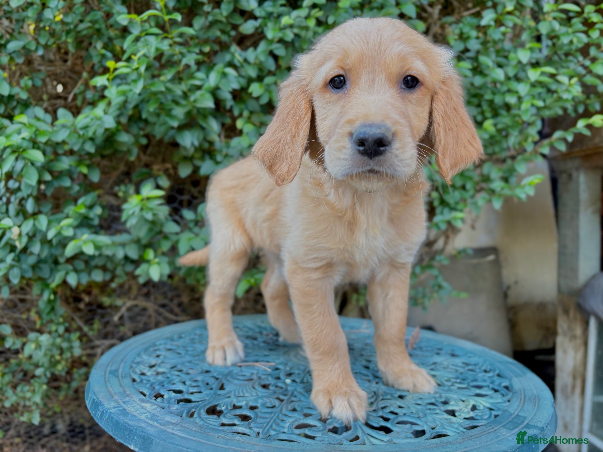 Golden Retriever dogs Fox Red, KC,  Extensively Health Tested Pups - Advert 1