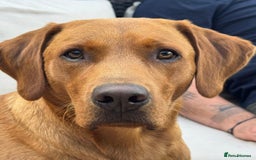 Labrador Retriever dogs for sale: FOX RED LABRADORS OUTSTANDING HEALTH 280 PLUS DNA - Image 10