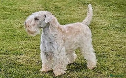 Soft Coated Wheaten Terrier dogs for sale: Beautiful Quality Soft Coated Wheaten Terriers  - Image 2