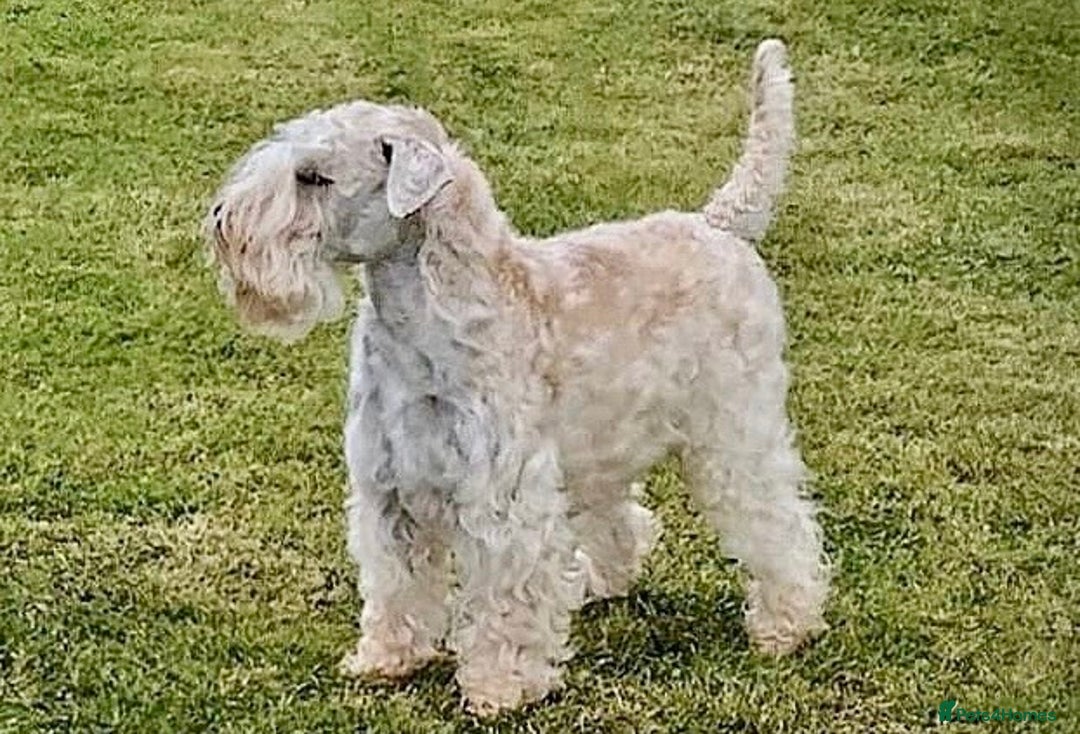 Soft Coated Wheaten Terrier dogs for sale: Beautiful Quality Soft Coated Wheaten Terriers  - Image 2