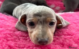 Miniature Dachshund dogs for sale: Miniature dachshund puppies  - Image 4