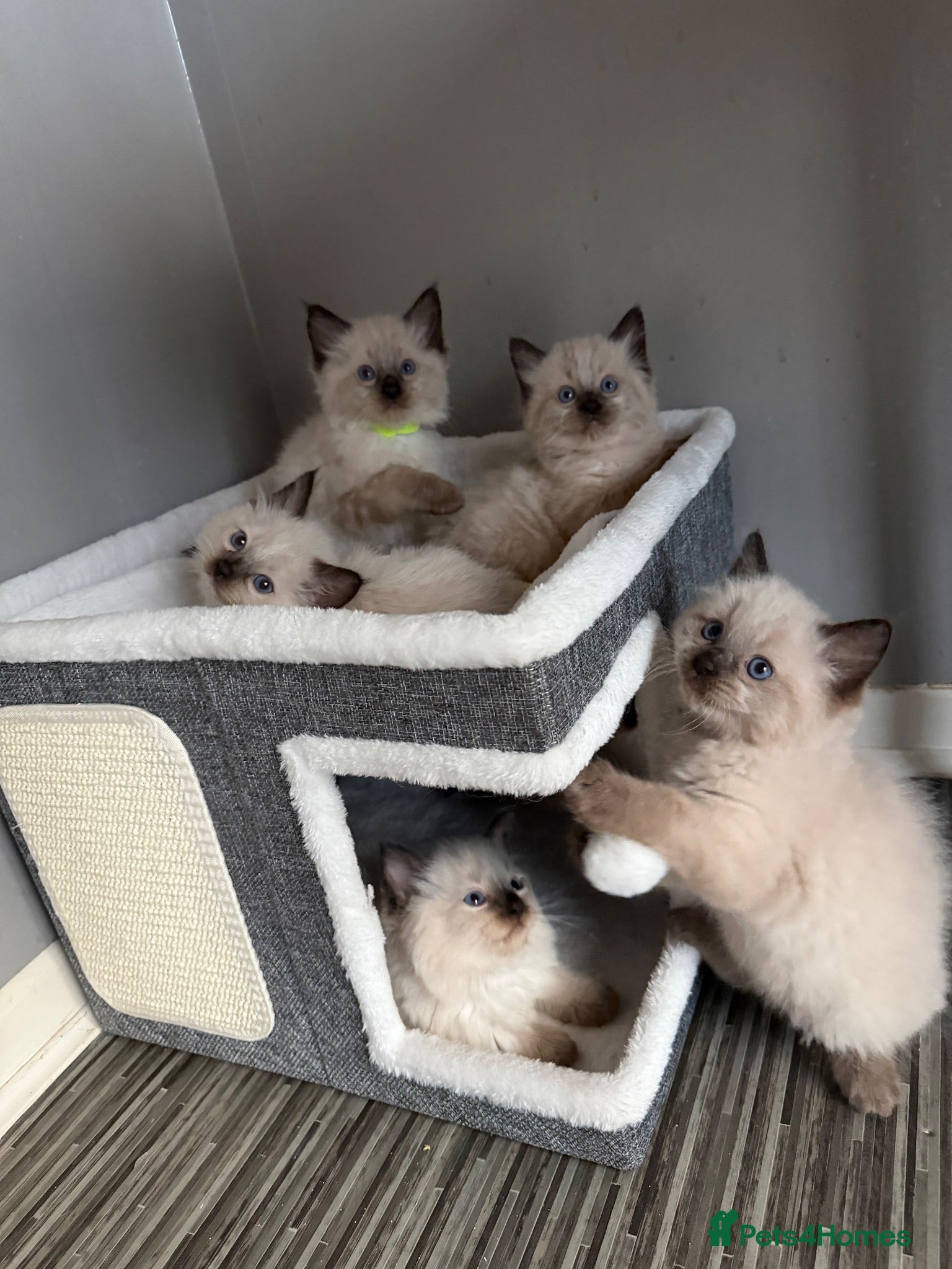 Ragdoll cats Beautiful pedigree ragdoll kittens  - Advert 1