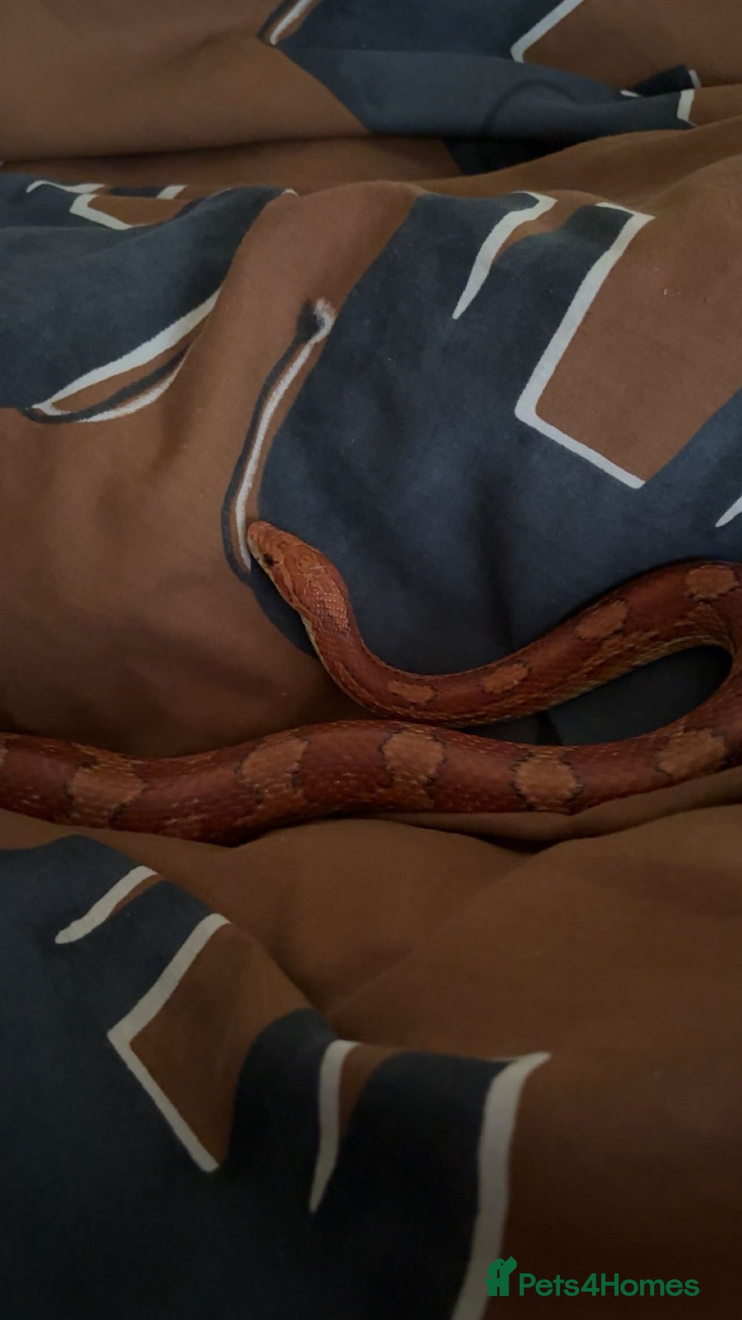 Corn Snake reptiles for sale: Corn Snake with Viv - Advert 4