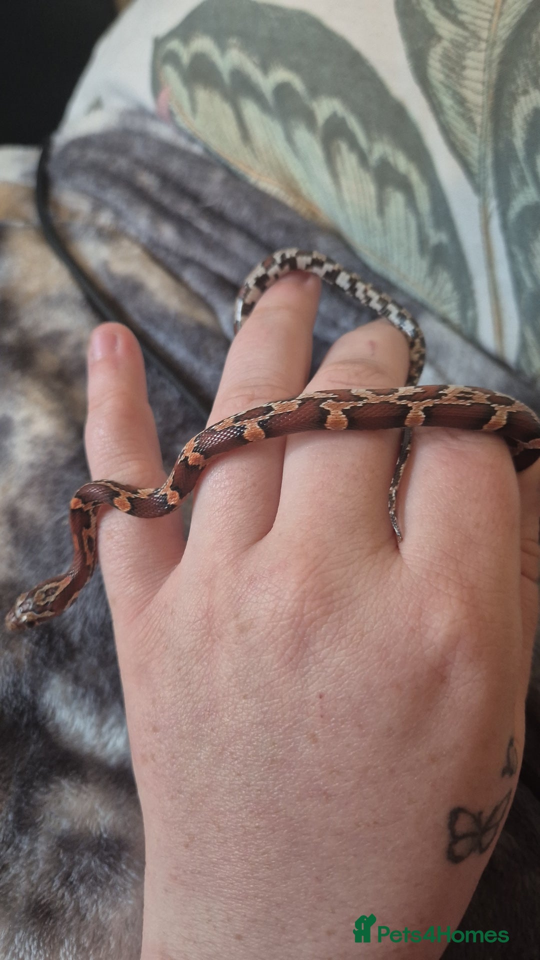 Corn Snake reptiles for sale: Okeetee Corn snake - Advert 5
