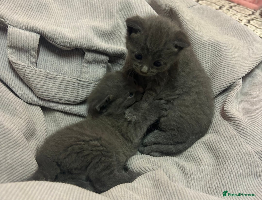 Russian Blue cats for sale: One beautiful Russian blue girl left 🩷 - Advert 11