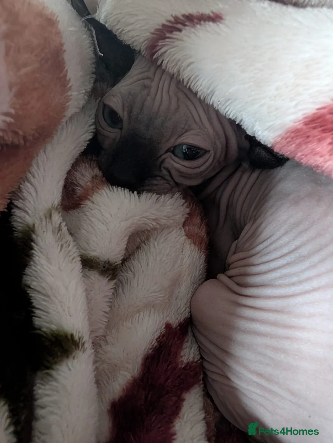 Sphynx cats for sale: £1,100 12 week male Sphynx elf ear kitten chester - Advert 2
