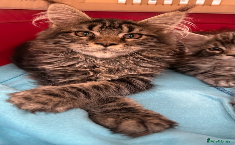 Maine Coon cats - Advert 6