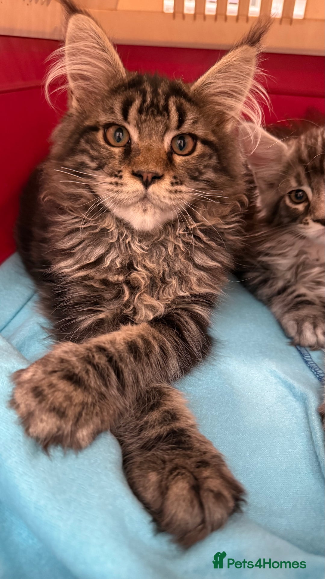 Maine Coon cats for sale: WE MAY SELL ACTIVE Top quality Maine coon kittens - Image 6