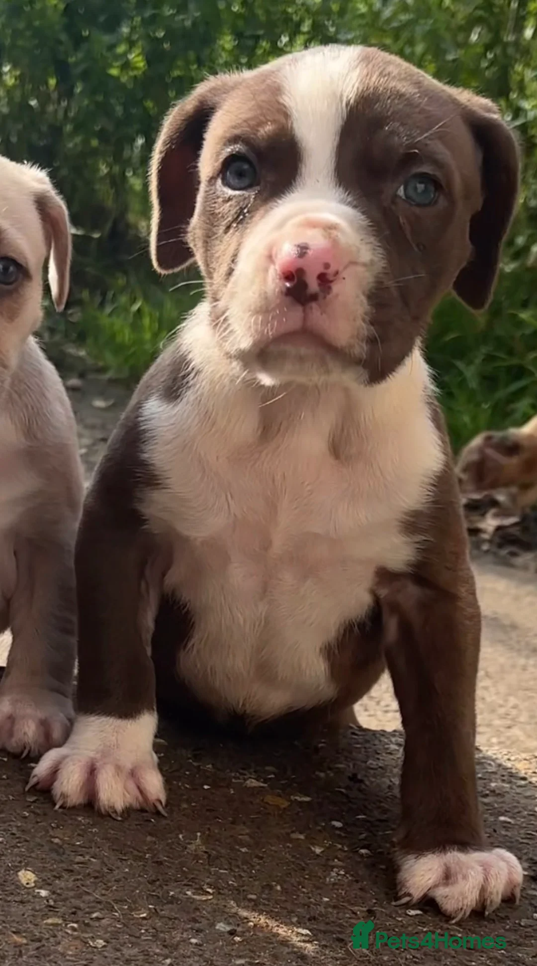 Mastiff dogs for sale: Rare London Bandogge Mastiff Female Puppy  - Advert 2