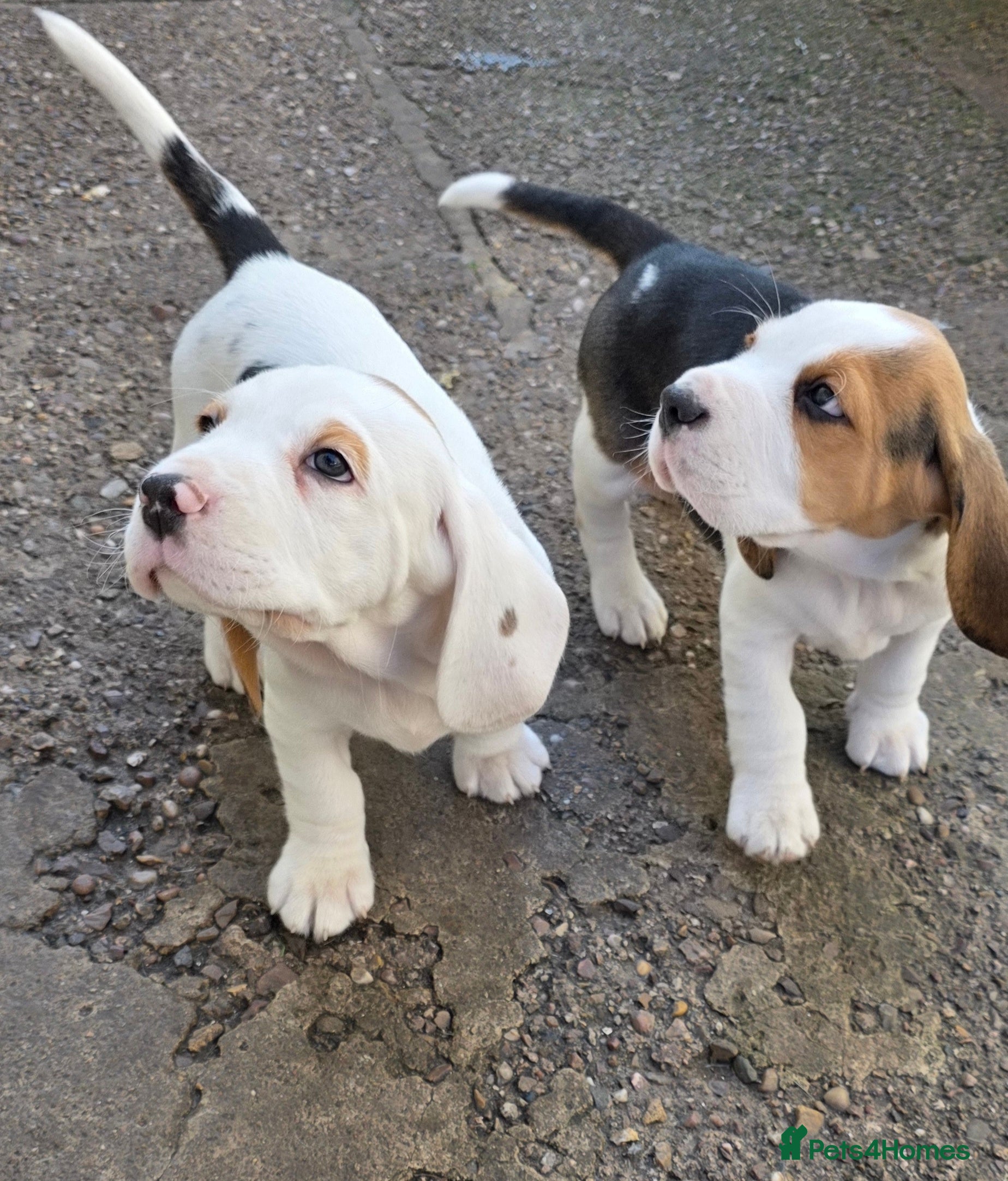 Beagle dogs Beagle puppies ready now!!🐶💕 - Advert 4