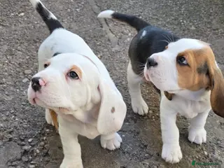 Beagle dogs Beagle puppies ready now!!🐶💕 - Advert 4