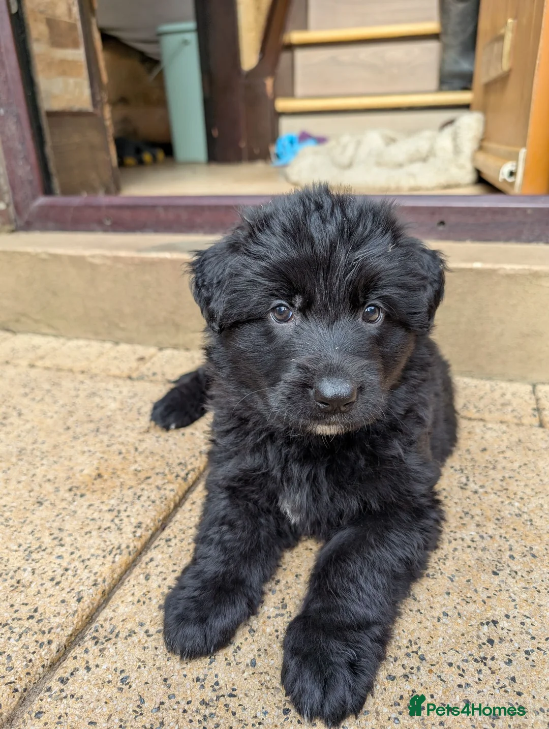 German Shepherd dogs for sale: Beautiful longhaired German Shepherds in Chorley - Advert 2