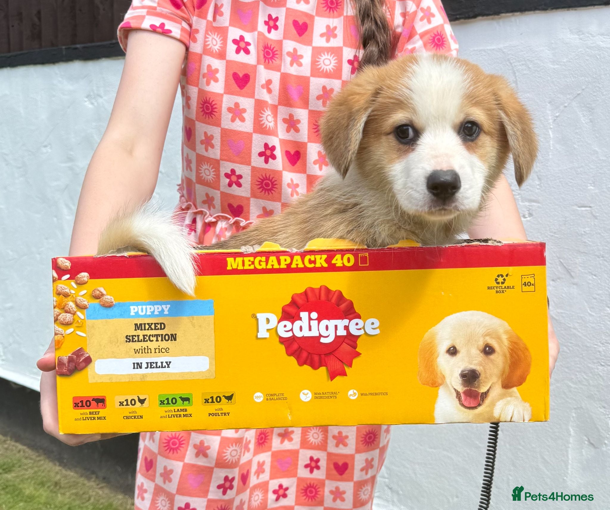 Welsh Corgi Pembroke dogs Ready to go TODAY on their new adventure!! - Advert 2