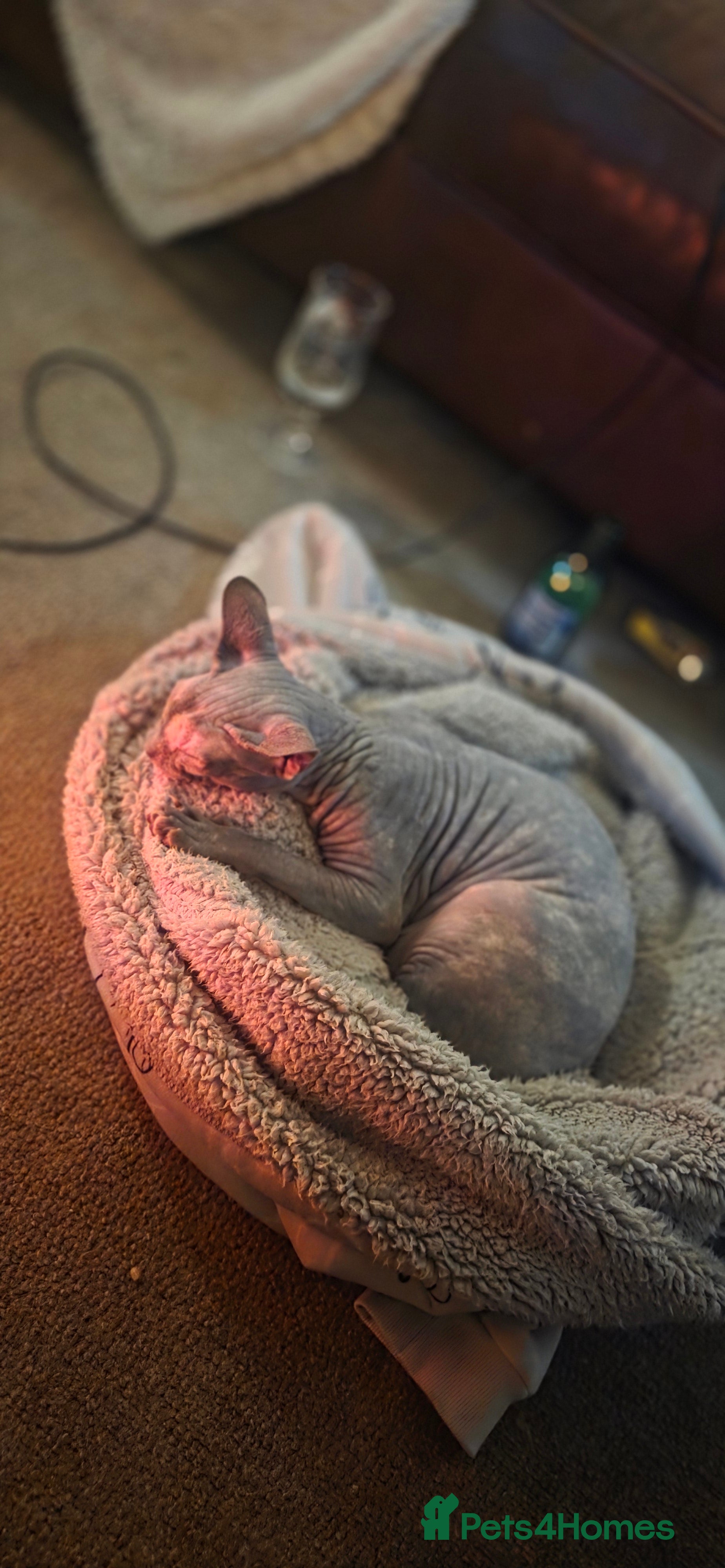 Sphynx cats Pixie needs a loving home  in Ilkeston - Advert 14