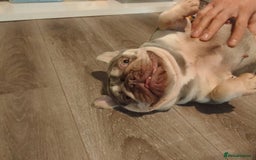 French Bulldog dogs for sale: 😍 Gorgeous Frenchie 😍 - Advert 2