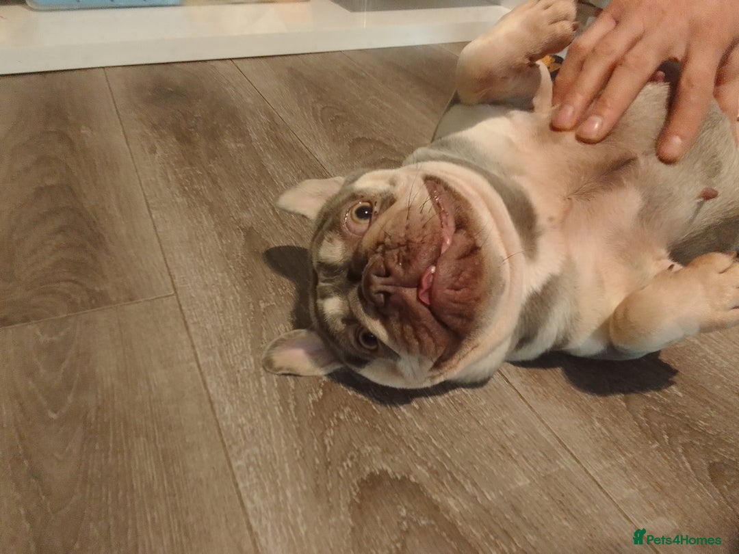 French Bulldog dogs for sale: 😍 Gorgeous Frenchie 😍 - Advert 2