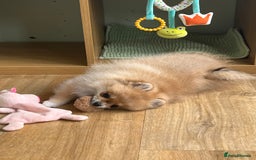 Pomeranian dogs for sale: Small size Pom girl for sale  - Image 2