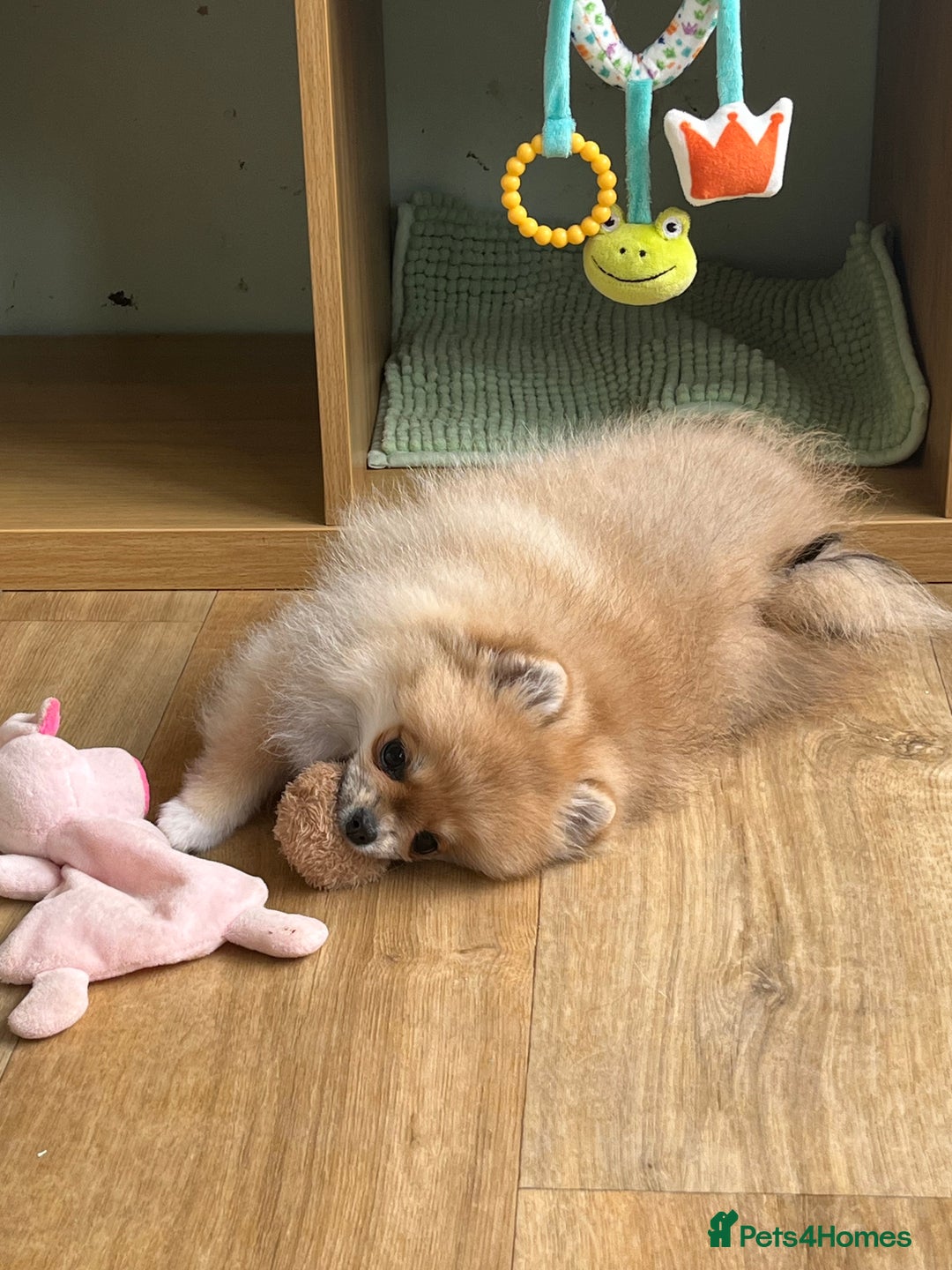 Pomeranian dogs for sale: Small size Pom girl for sale  - Image 2