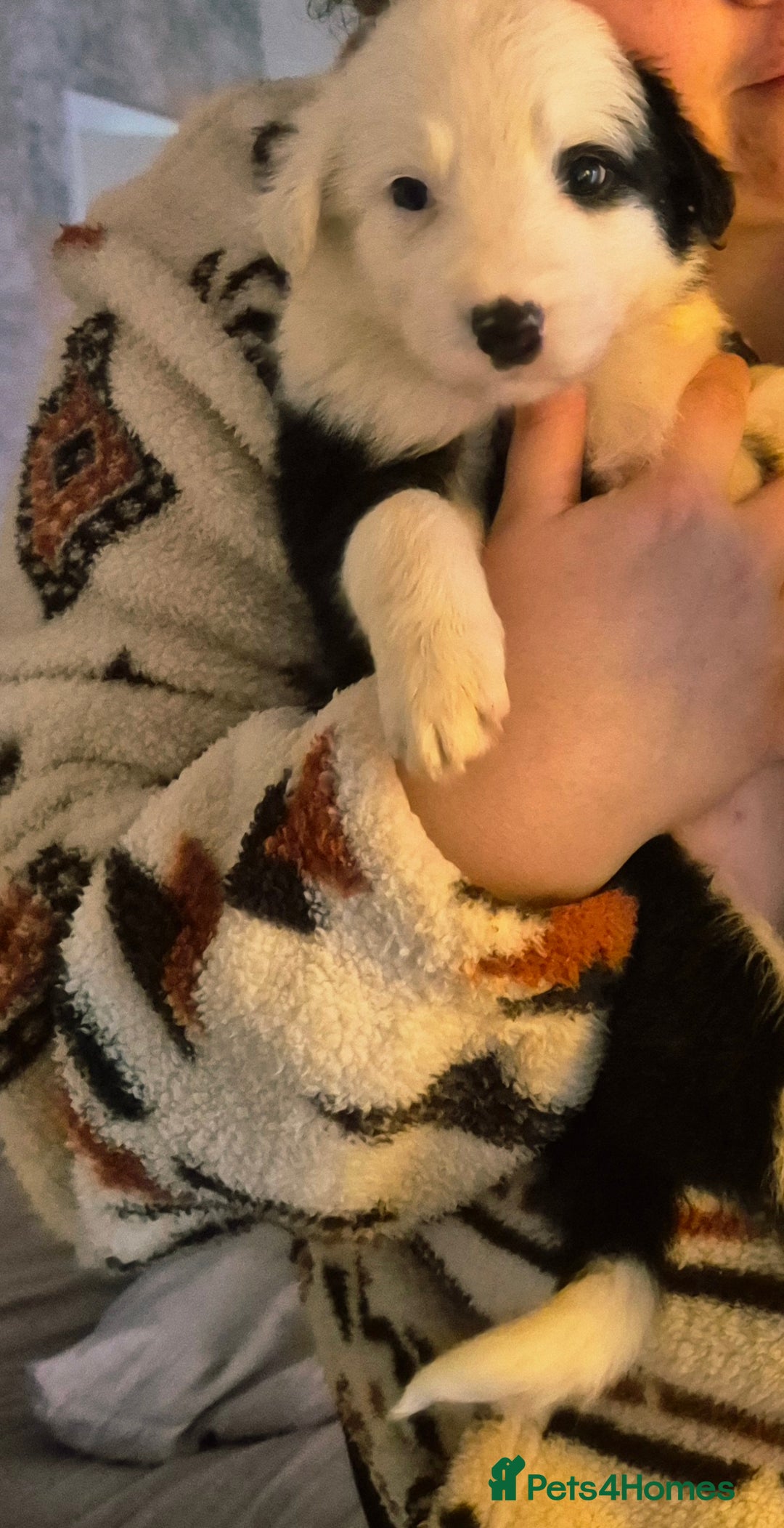 Border Collie dogs for sale: Border collie girl pup - Advert 3