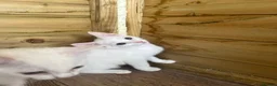 Mixed Breed cats for sale: Angora x kittens - Advert 2