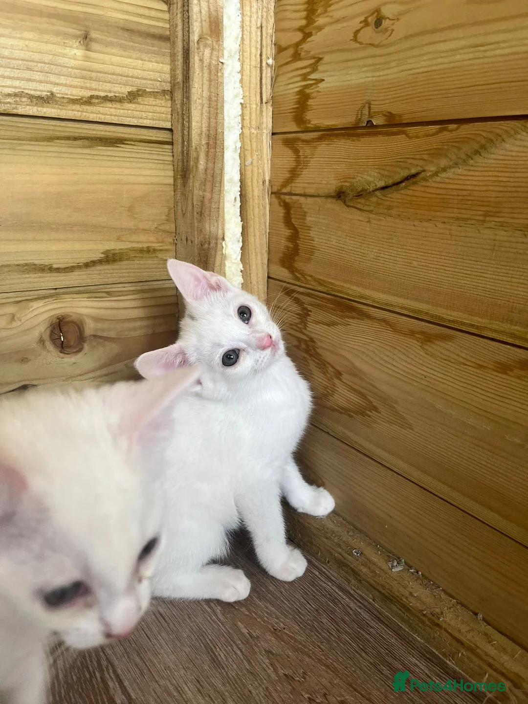 Mixed Breed cats for sale: Angora x kittens - Advert 2