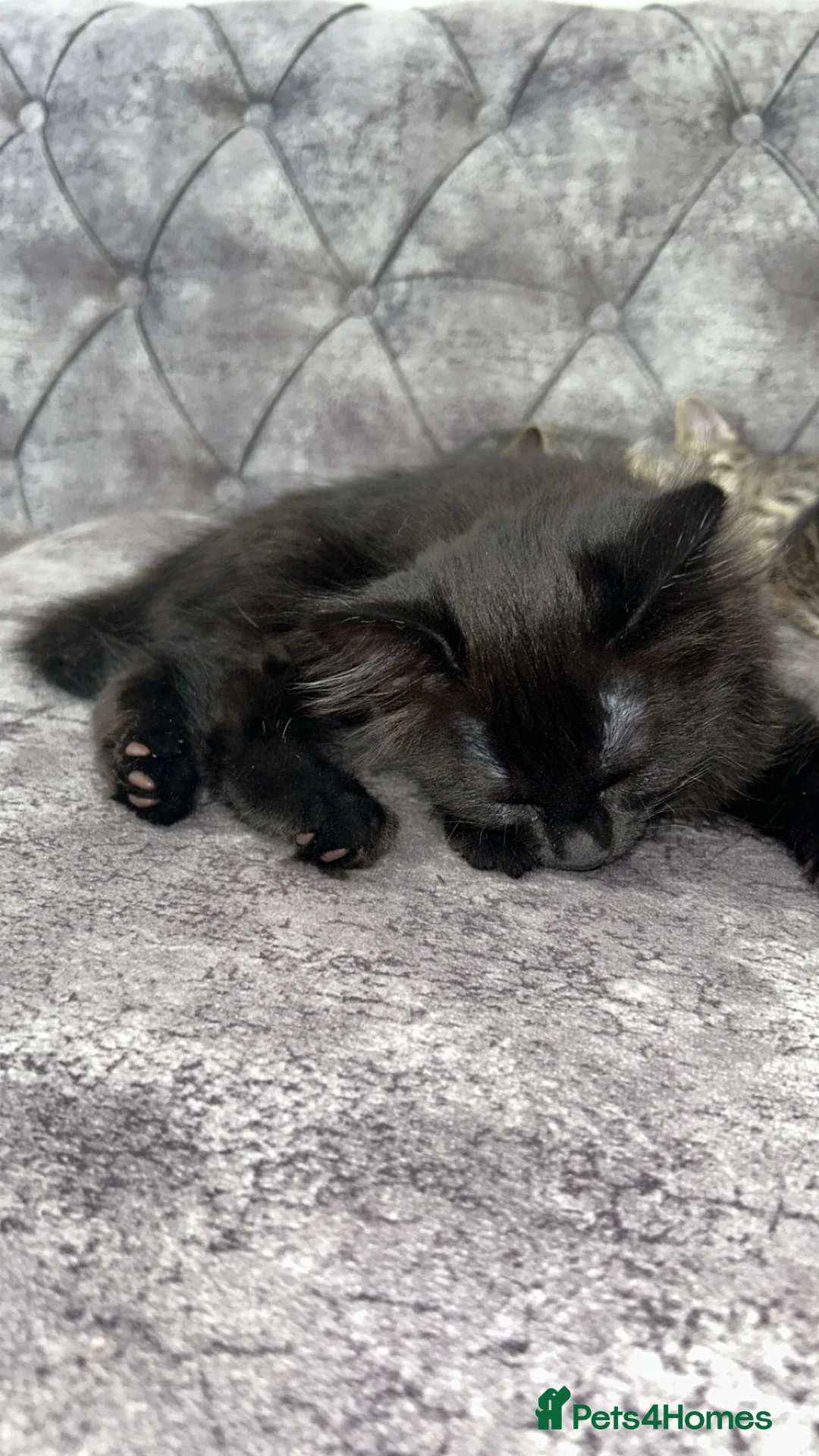 Domestic Shorthair cats for sale: Classic golden tabby kittens Full breed - Advert 2