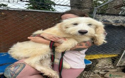 Mixed Breed dogs for adoption: Poppy - Norwich Norfolk  - Image 13