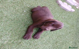 Labrador Retriever dogs for sale: **READY NOW**CHOCOLATE LAB PUPS - Image 6