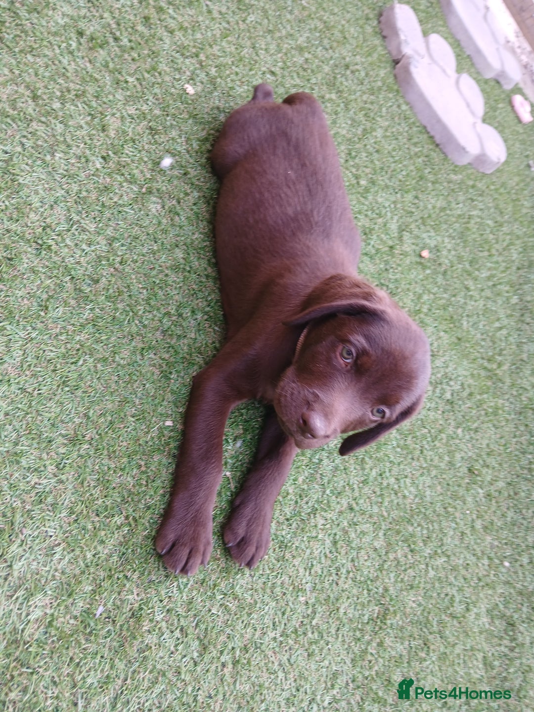 Labrador Retriever dogs for sale: **READY NOW**CHOCOLATE LAB PUPS - Image 6