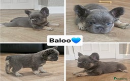 French Bulldog dogs for sale: French bulldog pups  - Image 3