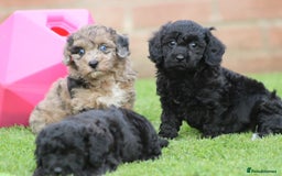 Cavapoochon dogs for sale: Beautiful Cavapoochon puppies for sale - Image 30